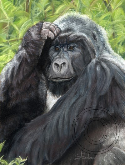 Gorilla